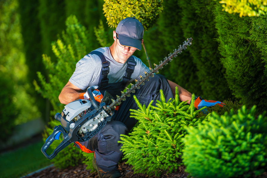 shrub trimming caddo mills