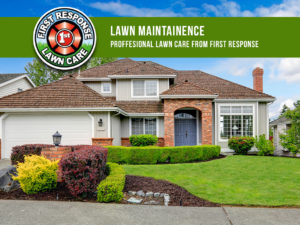 Professional Lawn Maintainence