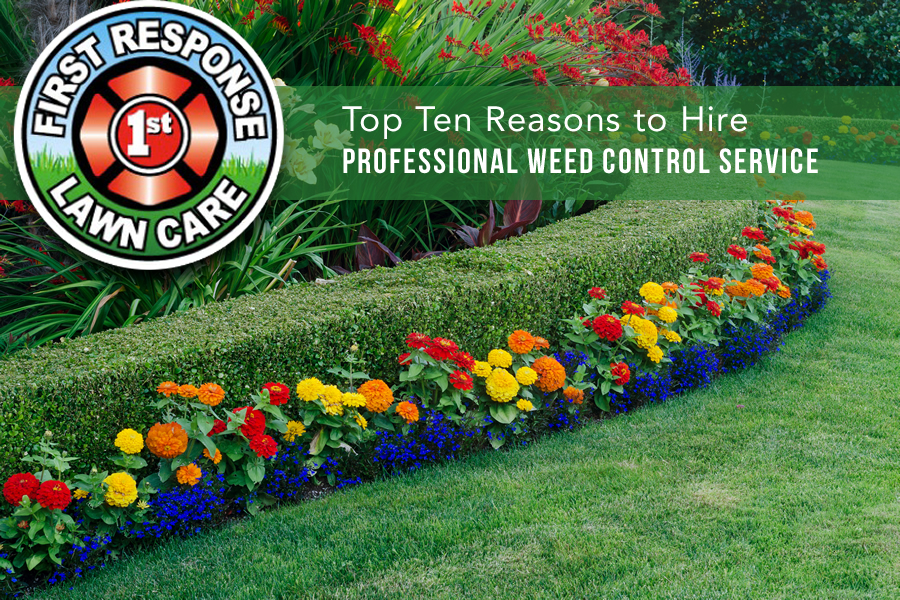 Ten Reasons to Hire Professional Weed Control Service