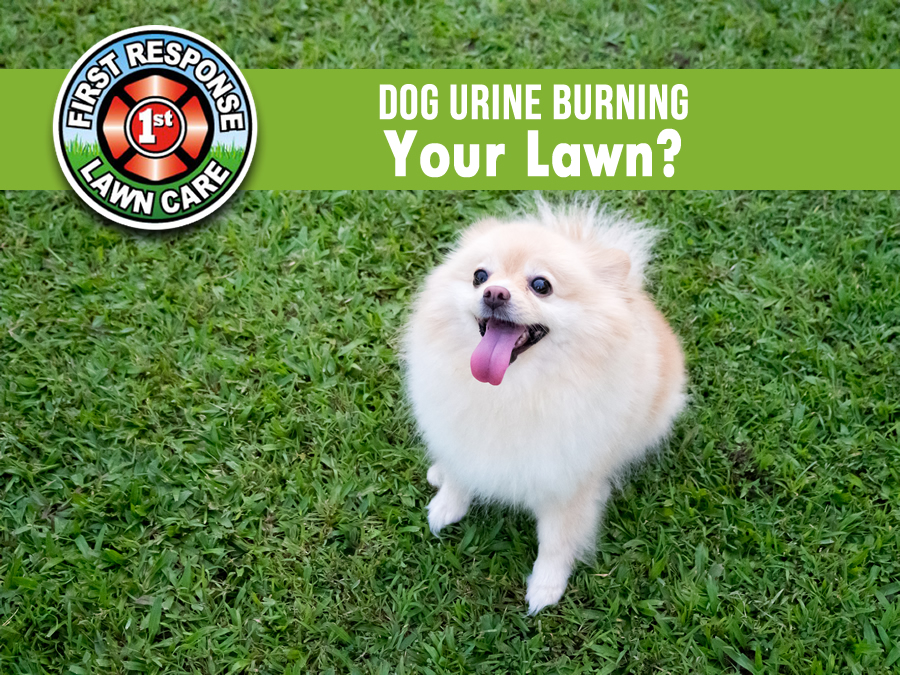 Dog Urine Burning Your Lawn?