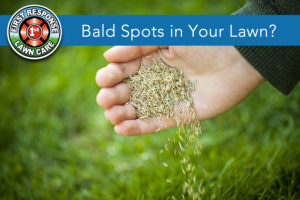 bald spots in your lawn