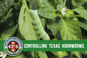 controlling texas hornworms