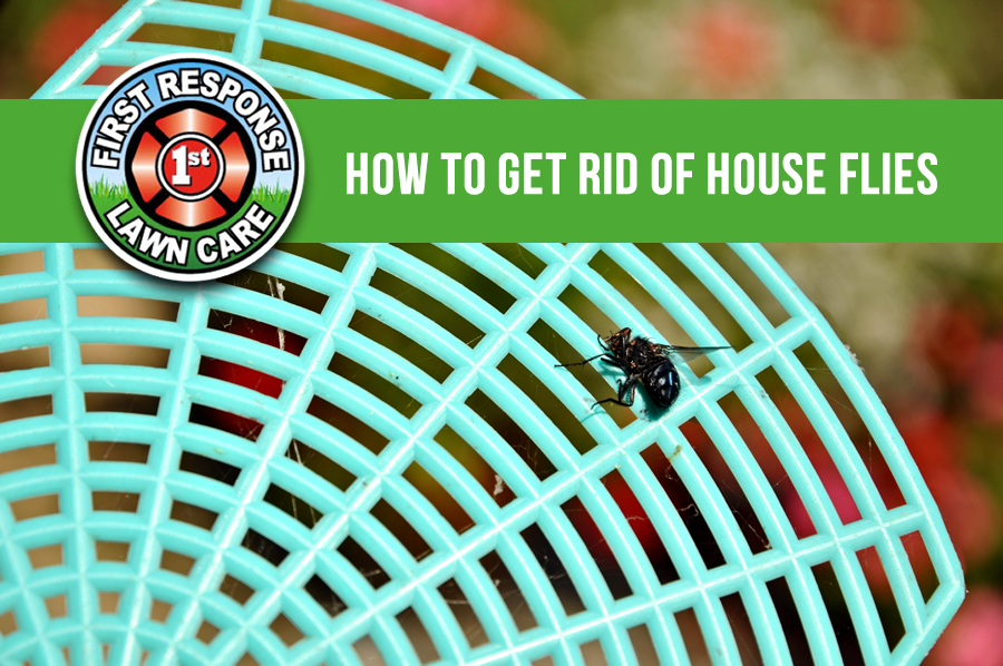 How to Get Rid of Houseflies at Home Naturally