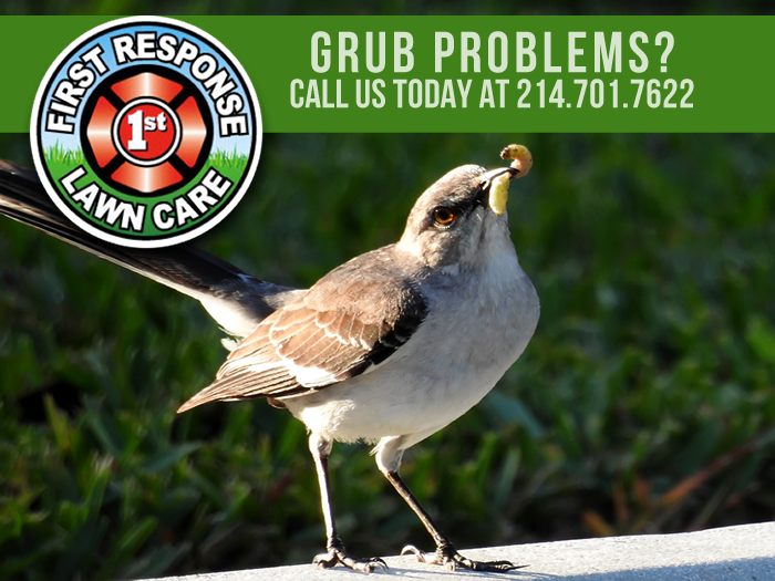 Grub Control Rockwall