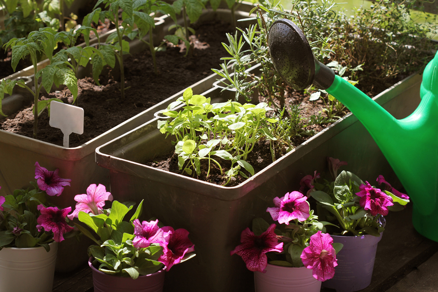 Time to Plant Fall Vegetables