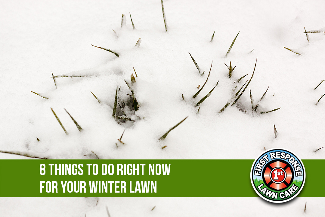 8 Things To Do Right Now For Your Winter Lawn