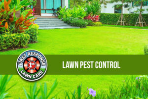 Lawn Pest Control