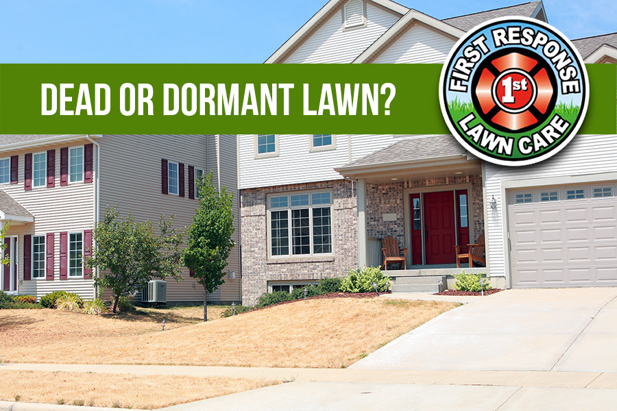 Dead or Dormant Lawn?