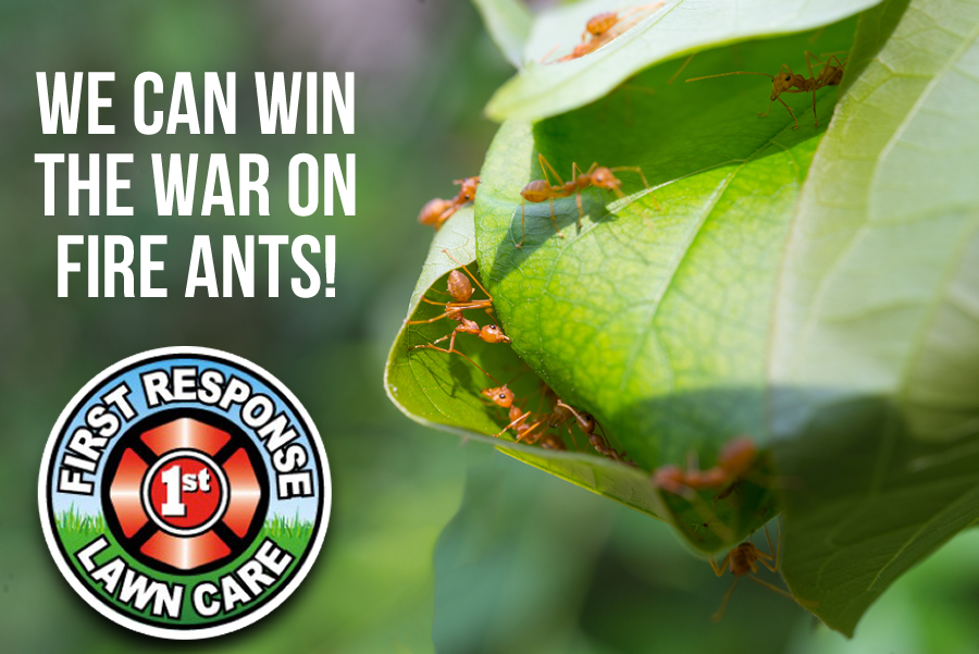 Winning the Battle Against Fire Ants