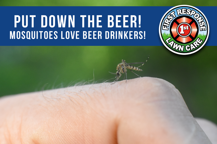 Mosquitoes Like Beer Drinkers