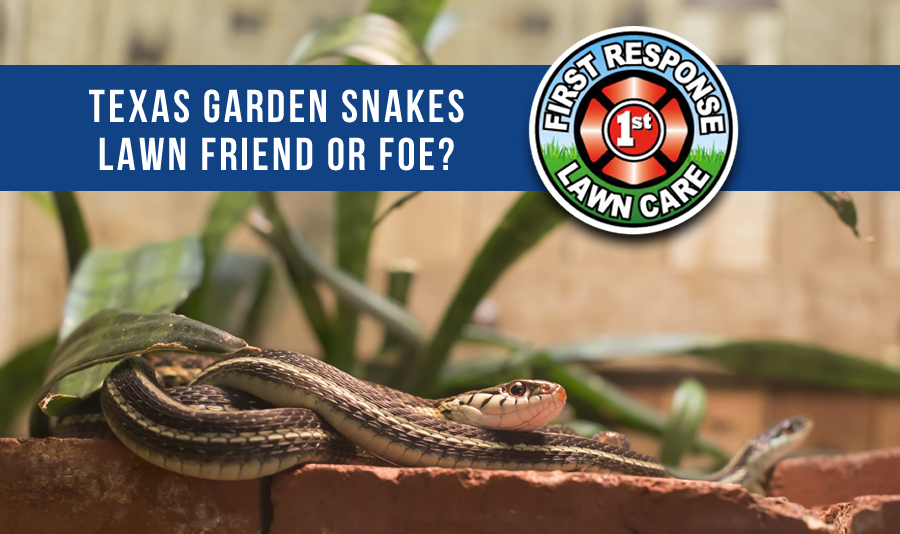texas garden snakes