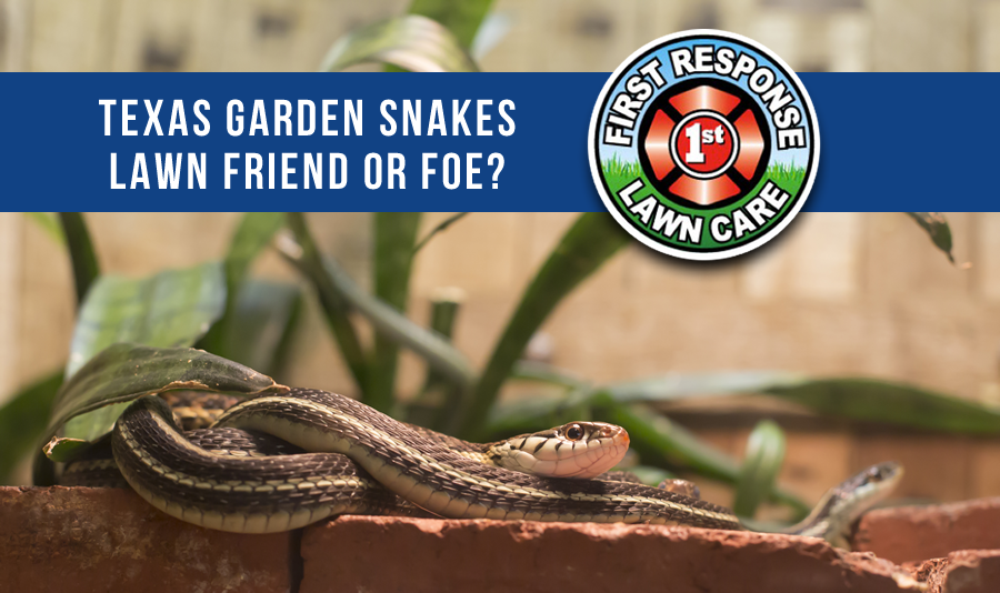 texas-garden-snake-101-millikens-irrigation-lawn-maintenance