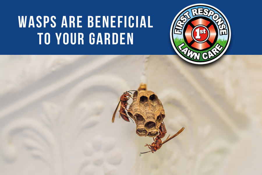 Mud Daubers  Pest Information & Prevention Tips